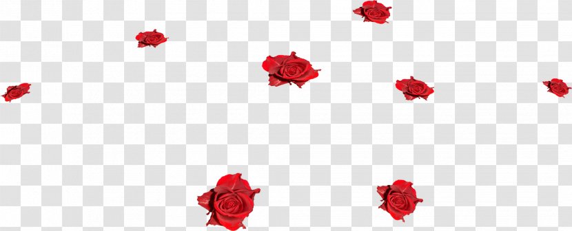 Garden Roses Flower - Rose Transparent PNG