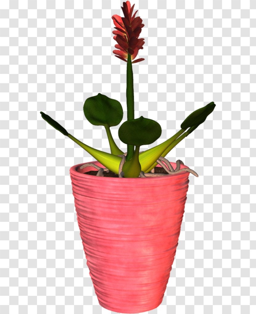 Flowerpot Plant - Flower Transparent PNG