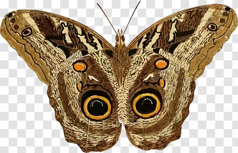 Butterfly Moth Hyalophora Cecropia Clip Art Transparent PNG