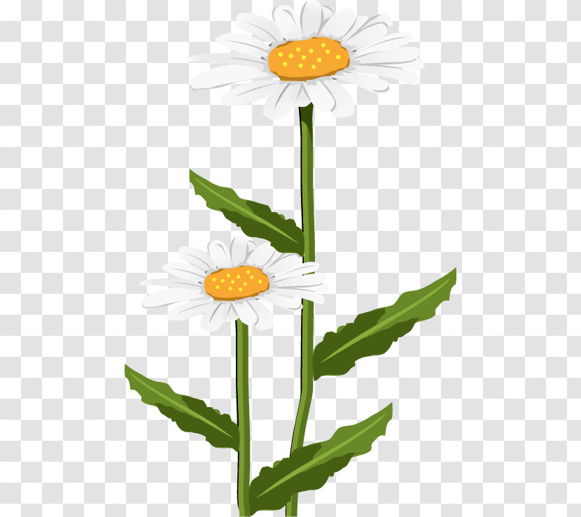 Daisy Transparent PNG