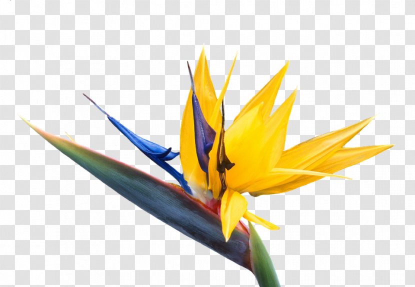 Clip Art Bird Of Paradise Flower Image - Strelitzia Caudata Transparent PNG