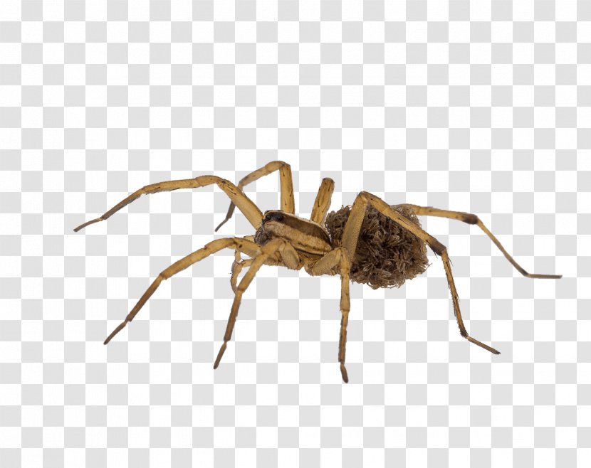 Wolf Spider Ant Insect Stock Photography - Pest Control Transparent PNG