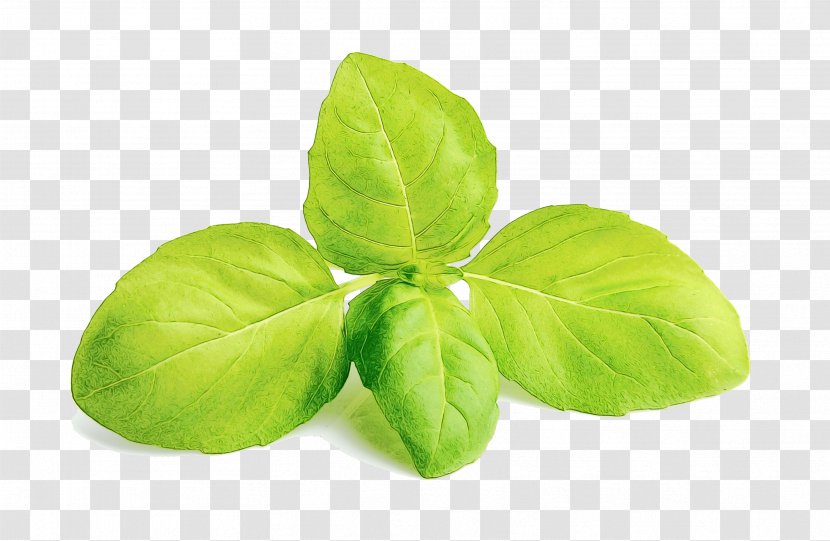 Leaf Basil Plant Flower Herb - Food - Lemon Flowering Transparent PNG