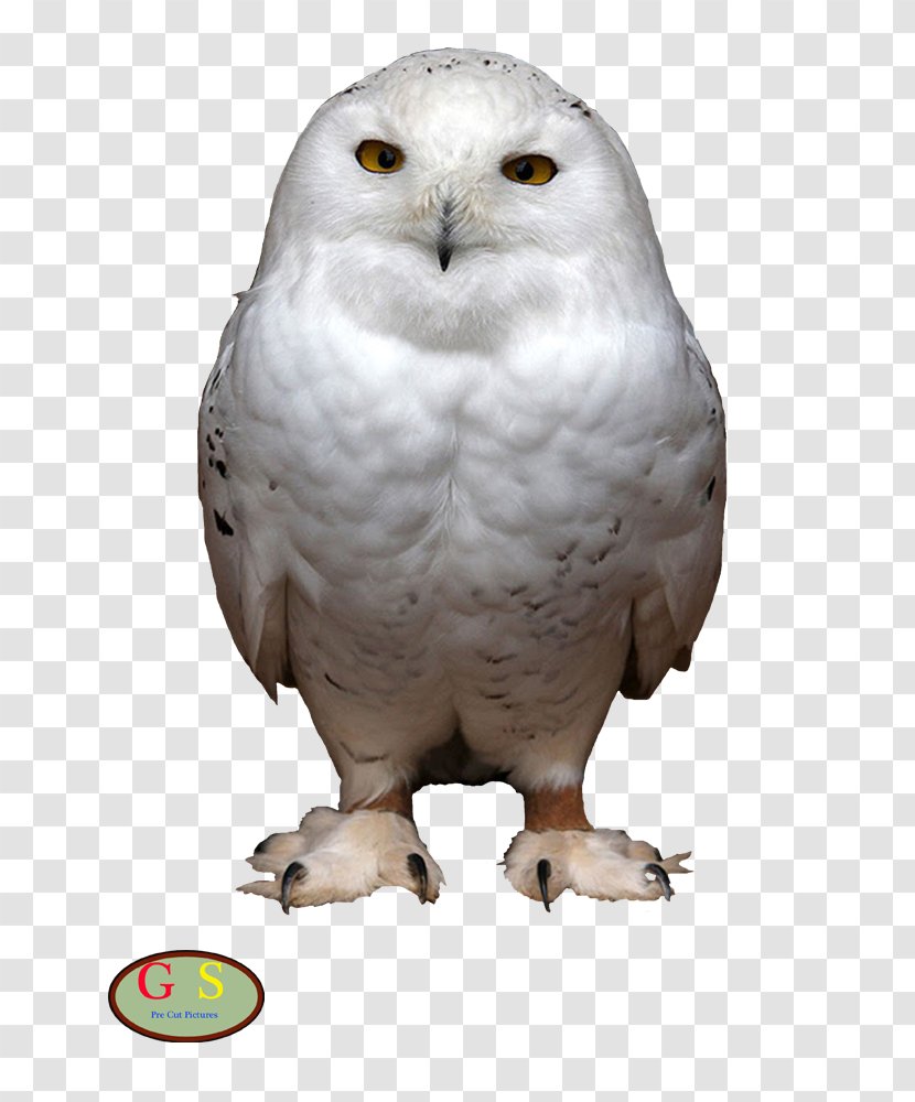 Snowy Owl Bird Of Prey Short-eared - Shorteared - U Transparent PNG