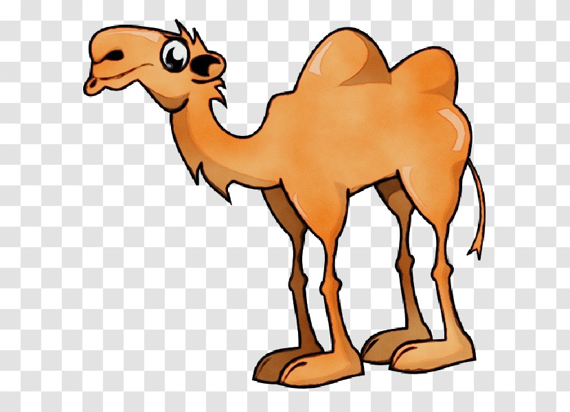 Bactrian Camel Cartoon Drawing Humour Silhouette Transparent PNG