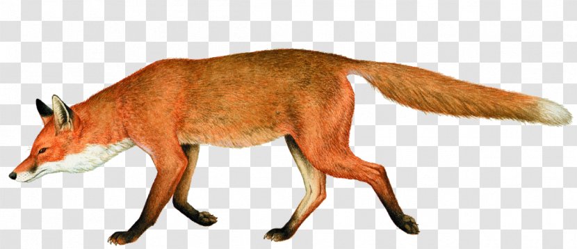 Red Fox Centro De Interpretação Ambiental Das Lagoas Bertiandos E São Pedro Arcos Weasels - Cat Like Mammal Transparent PNG