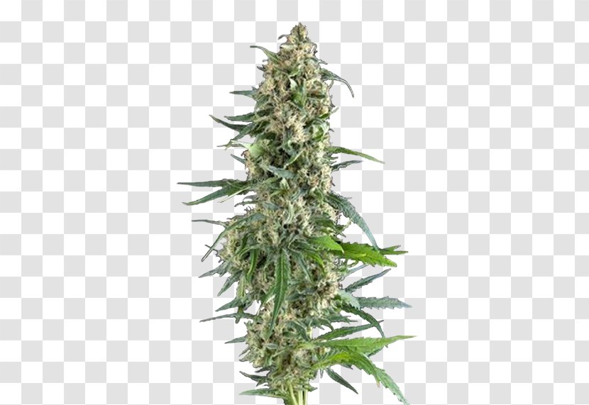 Cannabis Sativa Seed Cultivar Всхожесть семян - Price Transparent PNG