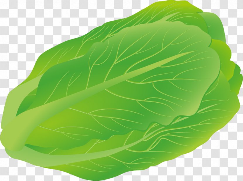 Euclidean Vector Download Salad - Spring Greens - Cabbage Material Transparent PNG
