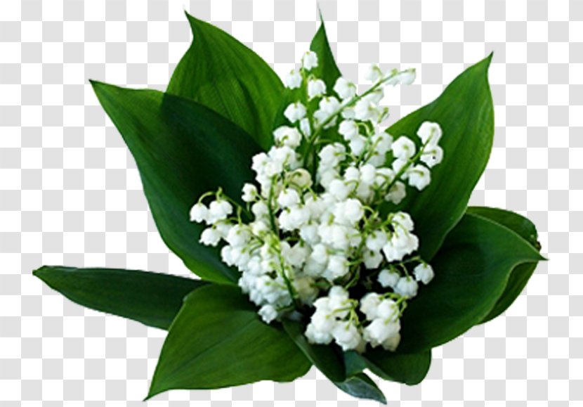 Lily Of The Valley Flowering Plant Birth Flower Transparent PNG