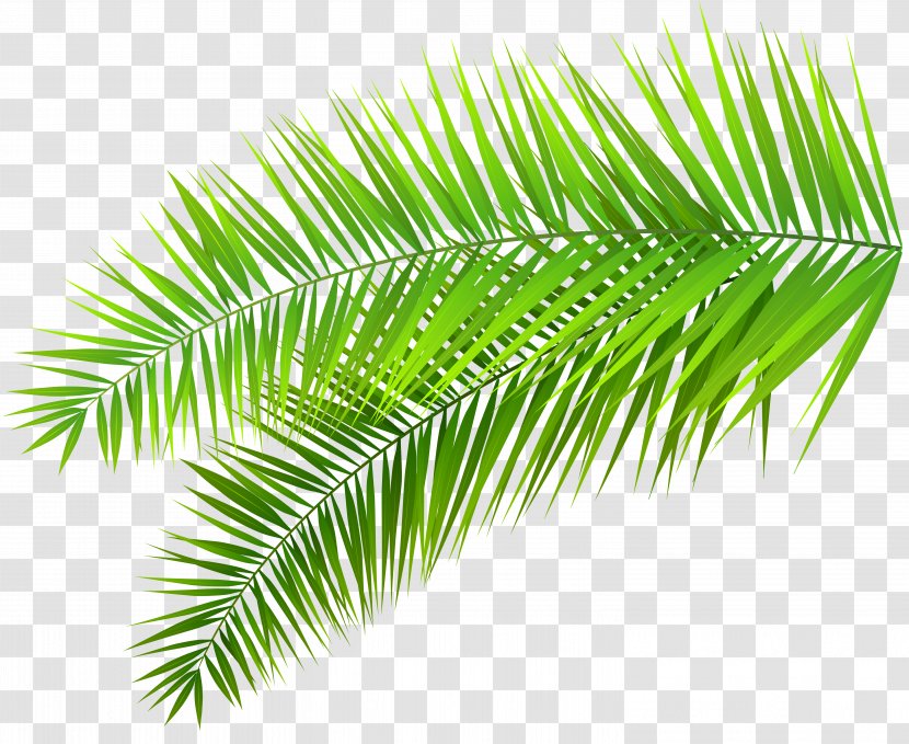 Arecaceae Palm Branch Leaf Clip Art - Scalable Vector Graphics - Cliparts Transparent PNG