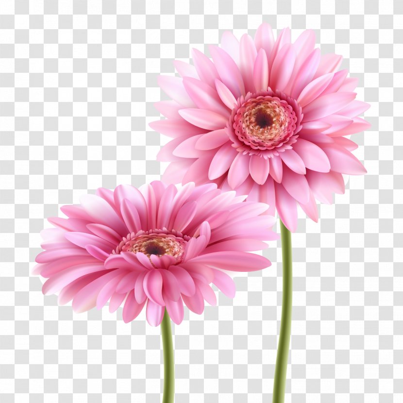 Birthday Friendship Wish Greeting Card Wedding Invitation - Flowering Plant - Pink Gerbera Vector Material Transparent PNG
