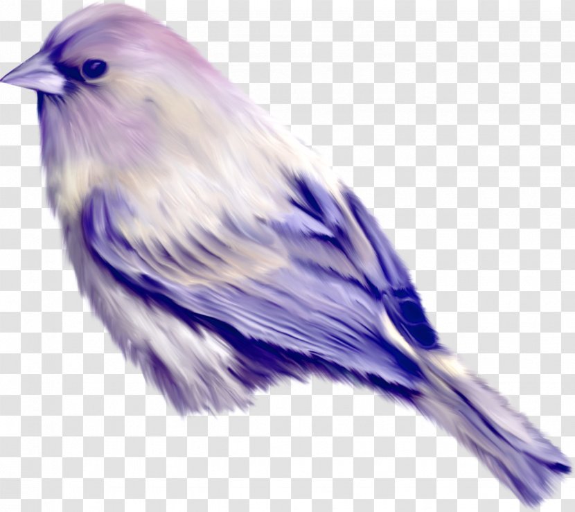 Bird Turquoise Jay Clip Art - Computer Software Transparent PNG