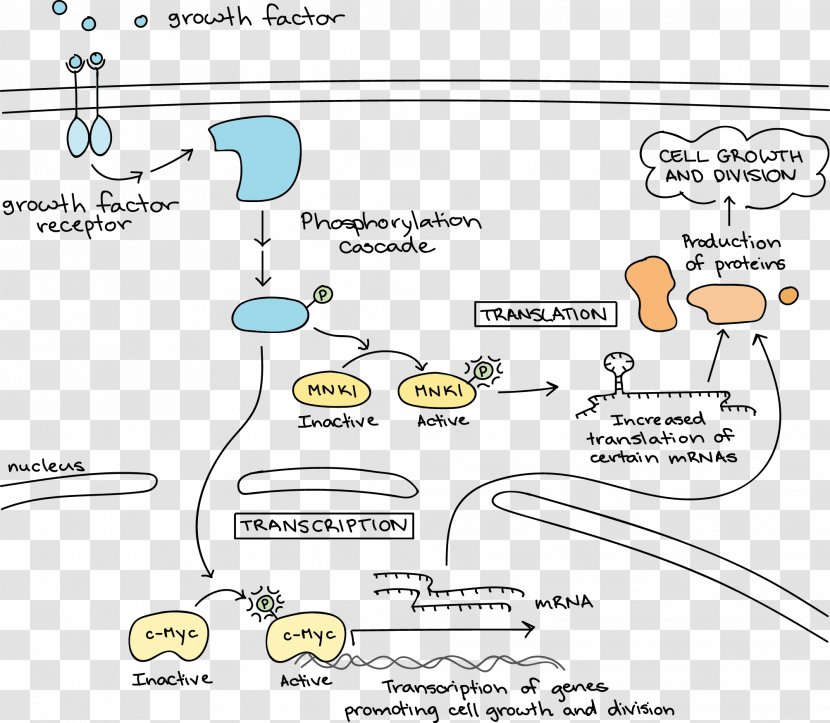 Cell Signaling Signal Transduction Growth Factor Receptor - Biological Pathway - Area Transparent PNG