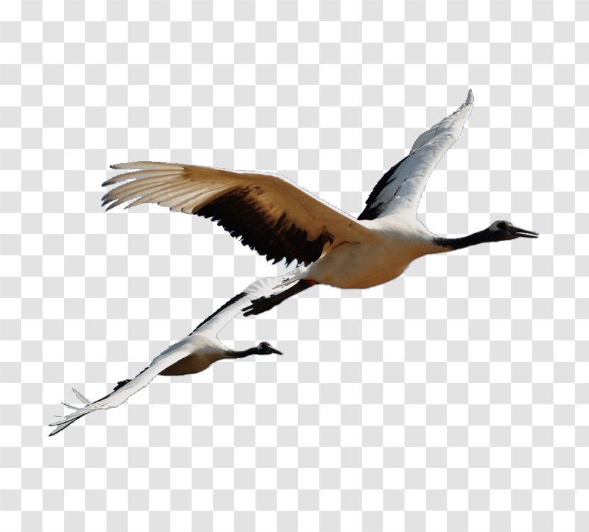 Bird Grey Crowned Crane Red-crowned Clip Art - Cranes Transparent PNG