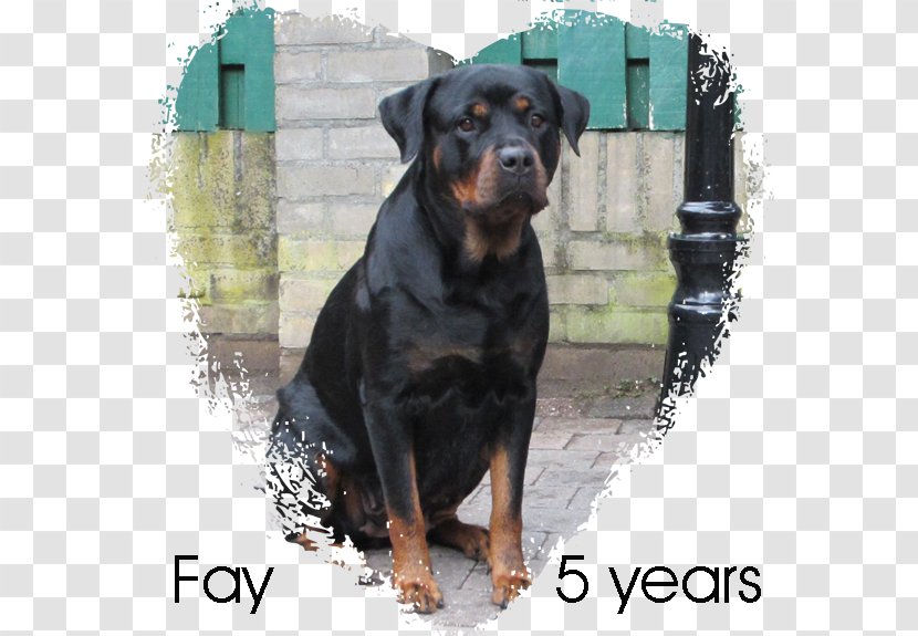 Allgemeiner Deutscher Rottweiler-Klub Dog Breed Snout - Carnivoran - Rottweiler Transparent PNG