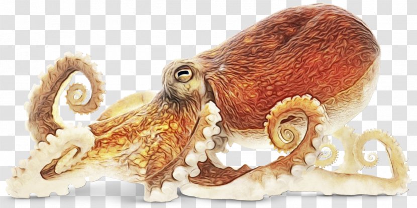 Octopus Cartoon - Beak - Giant Pacific Prize Transparent PNG