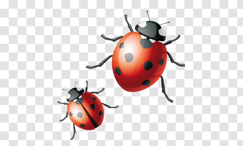 Ladybird Beetle Drawing - Orange Transparent PNG