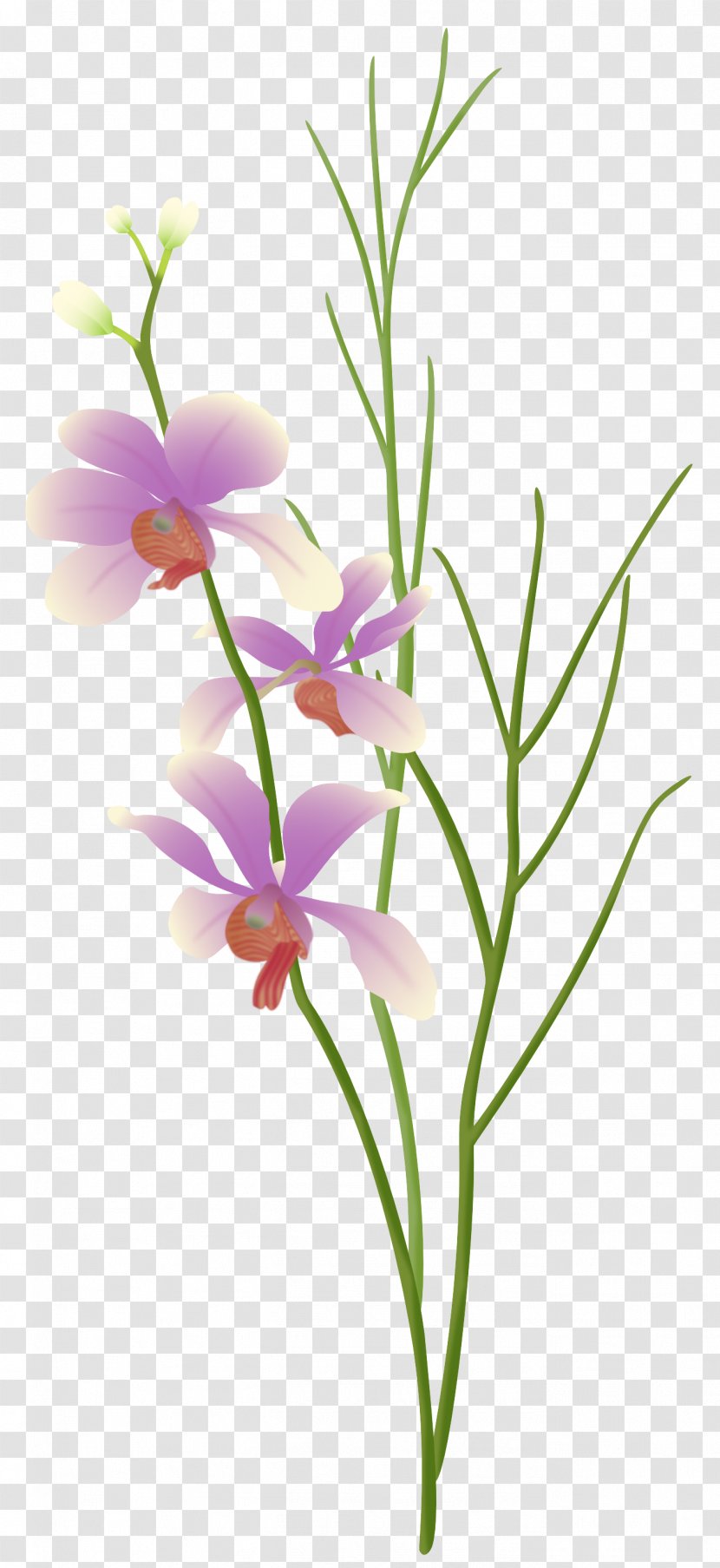 Cut Flowers Floral Design Plant Floristry - Stem - Purple Orchid Transparent PNG