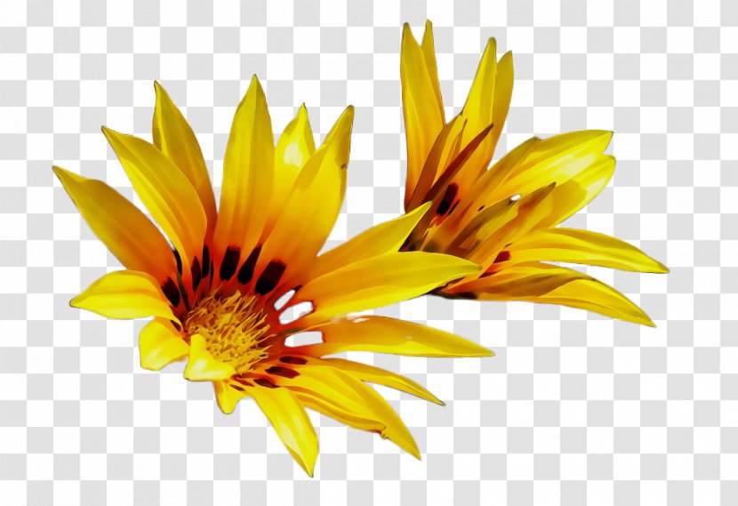 Sunflower - Flower - Wildflower Pollen Transparent PNG