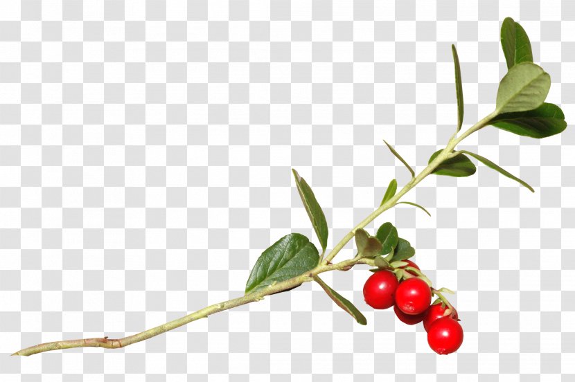 Lingonberry Holly Cranberry Rose Hip Cherry - Plant - ветка Transparent PNG