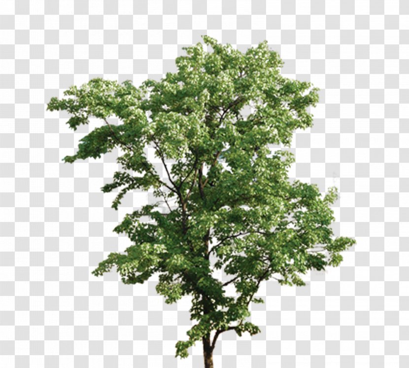 Tree Green Euclidean Vector - Oak - Tree, Trees, Taobao Creative, Trees Transparent PNG