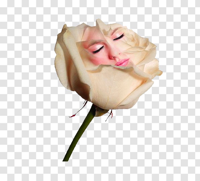 Rose White - Roses Transparent PNG