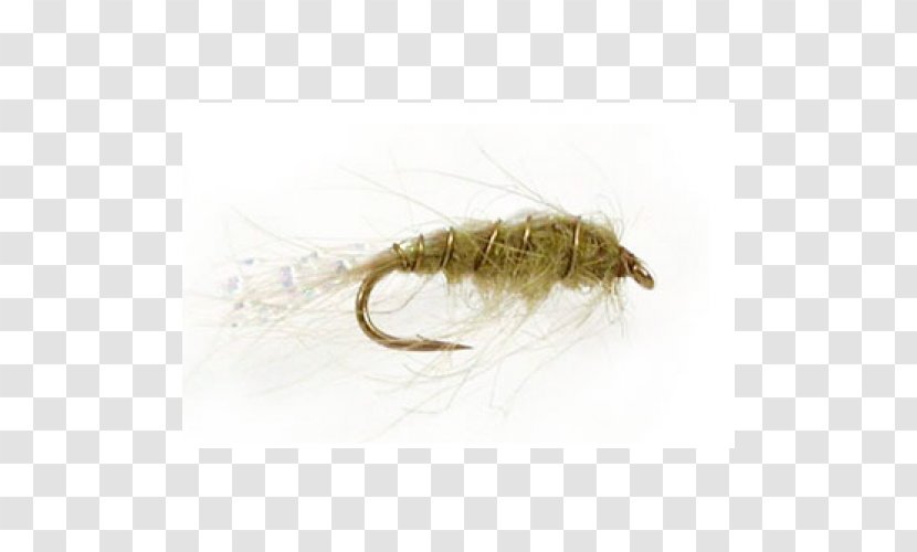 Insect Pest - Organism - Flying Nymph Transparent PNG