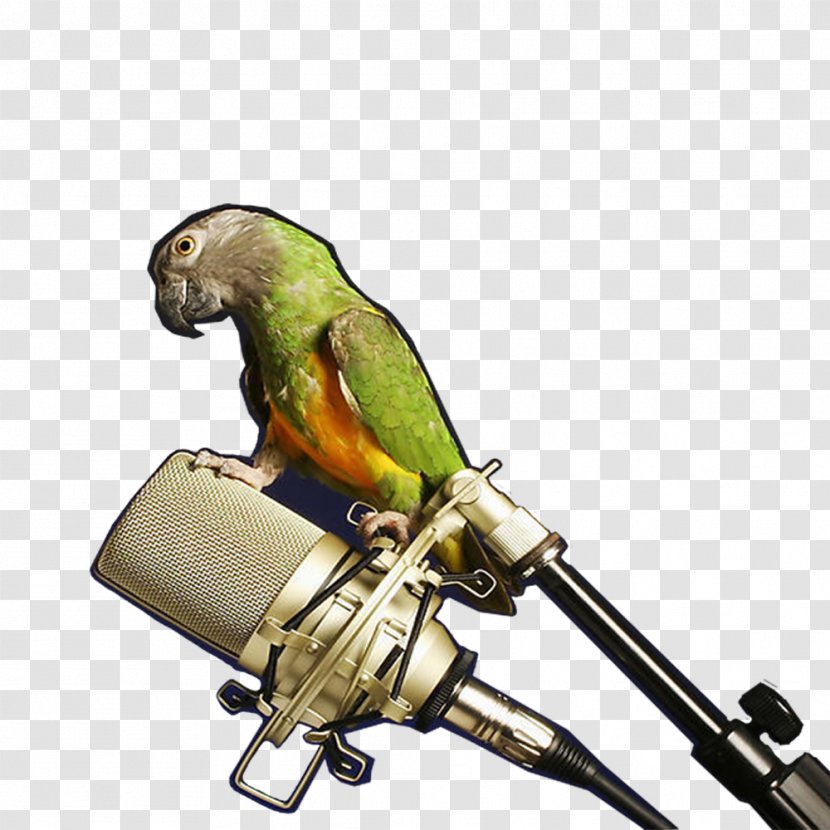 Microphone Amazon Parrot Perroquet - Pet Transparent PNG