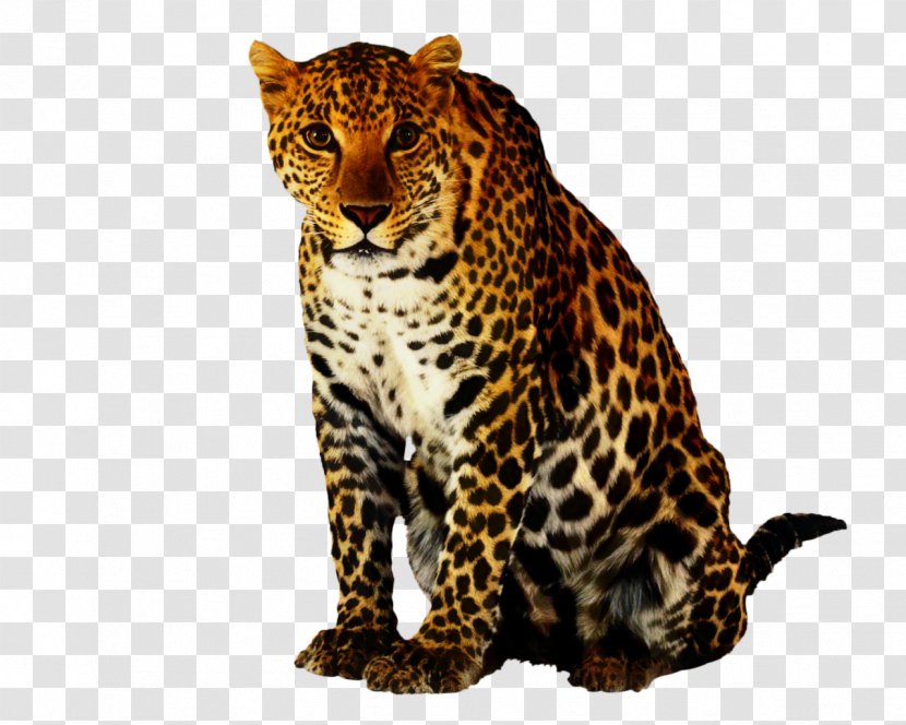 Leopard Clip Art Cheetah Jaguar - Snout - Big Cats Transparent PNG