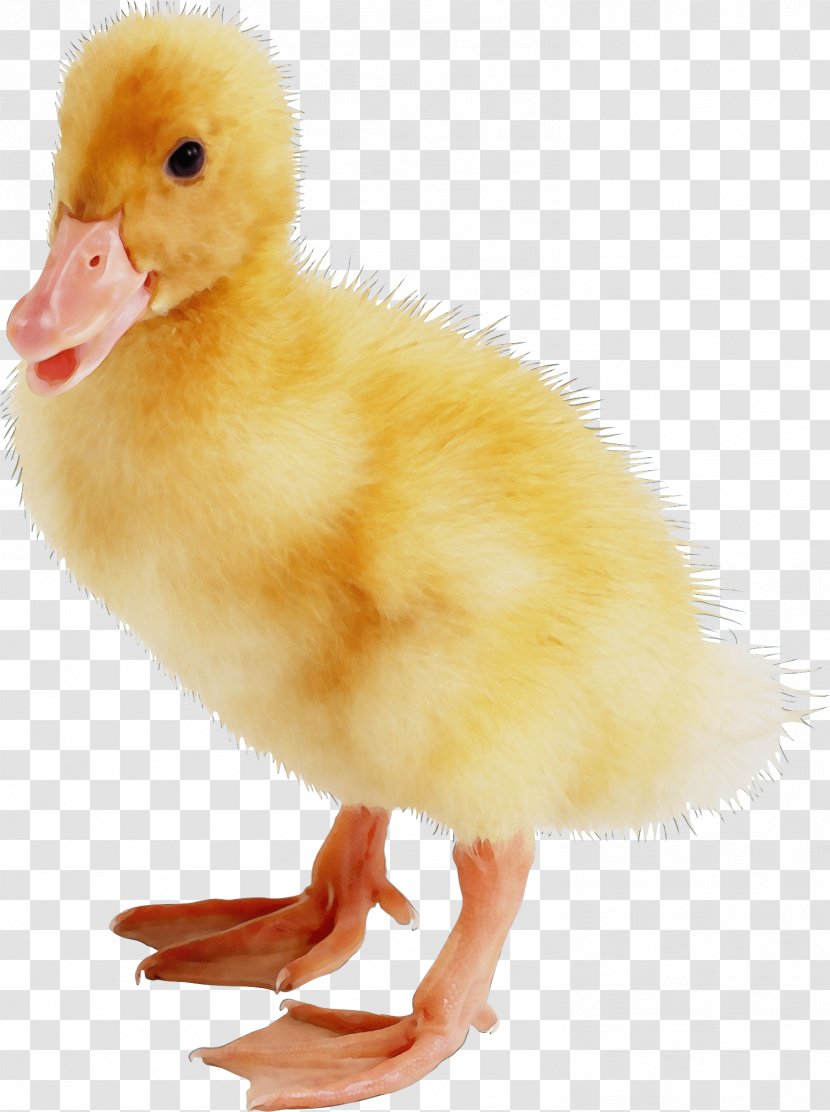 Bird Duck Water Beak Ducks, Geese And Swans - Poultry - Livestock Transparent PNG
