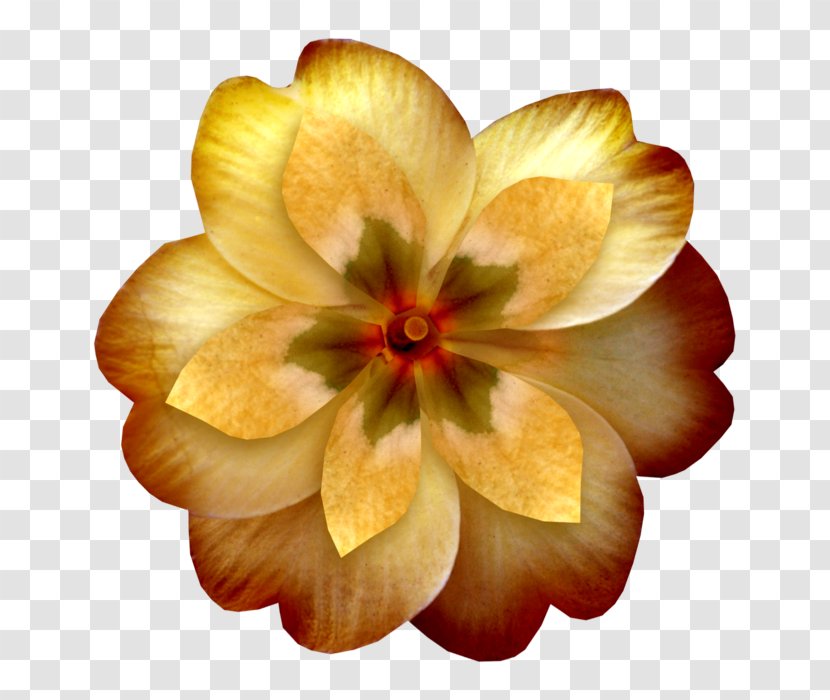 Yellow Flower Orange Petal Clip Art Transparent PNG