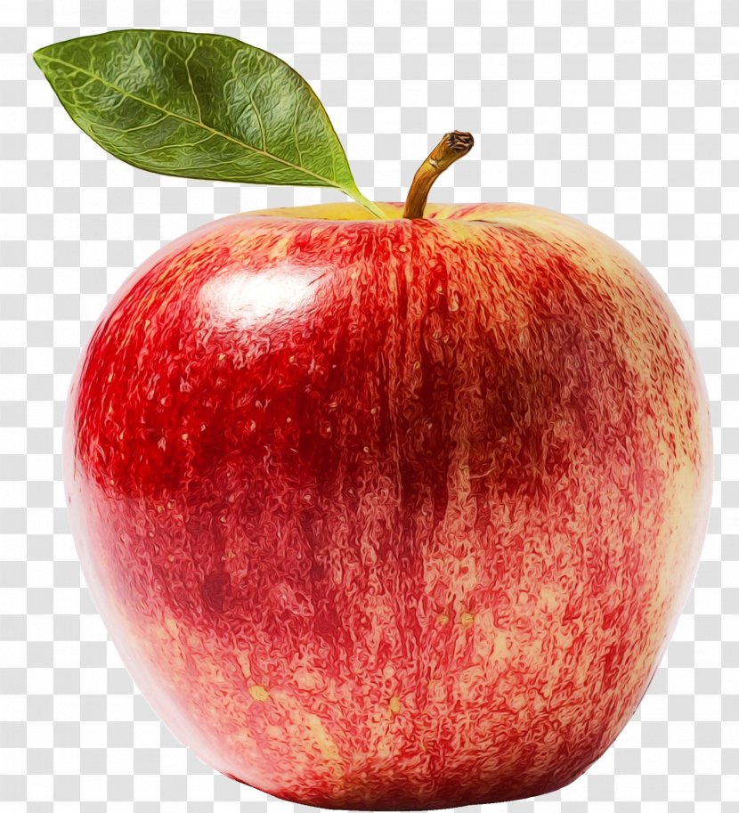 Apple Leaf - Crisp - Malus Mcintosh Transparent PNG