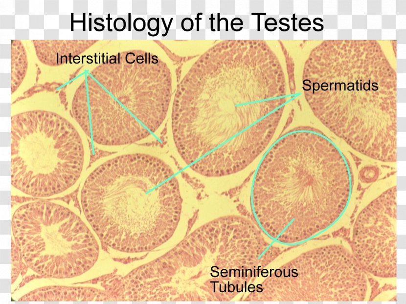 Testicle Exocrine Gland Histology Anatomy Serous Membrane - Endocrine Transparent PNG