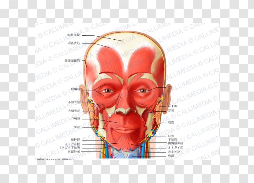 Anterior Triangle Of The Neck Muscle Head And Anatomy Human Body - Cartoon - Watercolor Transparent PNG