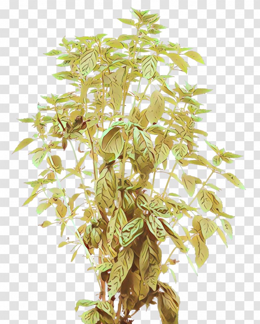 Shrub Tree Plants Vine - Leaf Transparent PNG