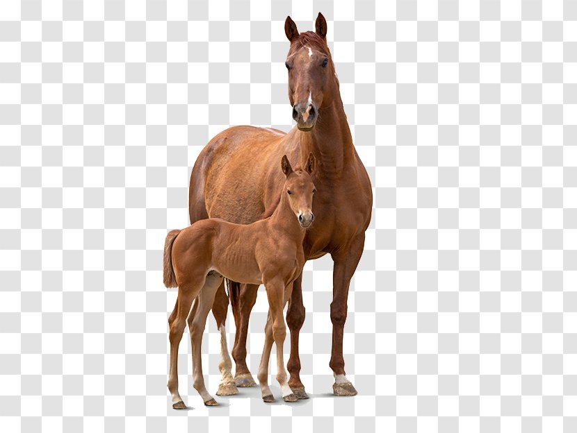 Foal Colt Mare Stallion Mustang Transparent PNG