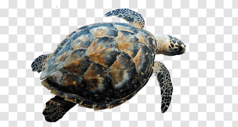 Hawksbill Sea Turtle Clip Art - Terrestrial Animal - Swimmimg Transparent PNG