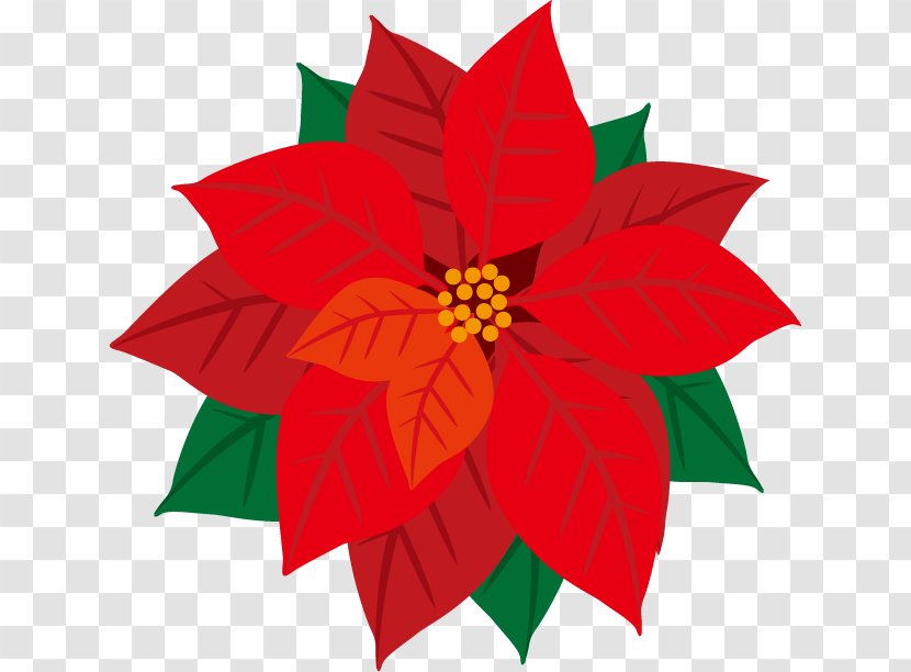 Clip Art Illustration Poinsettia Image - Holly - Flowering Plant Transparent PNG