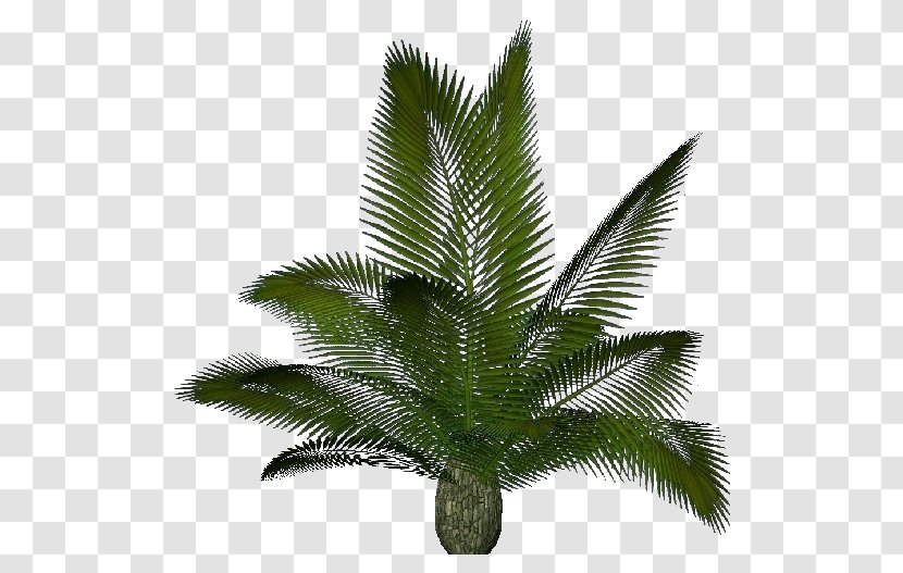Arecaceae Sago Palm Cycas Rumphii Houseplant Panzhihuaensis - Plant Transparent PNG