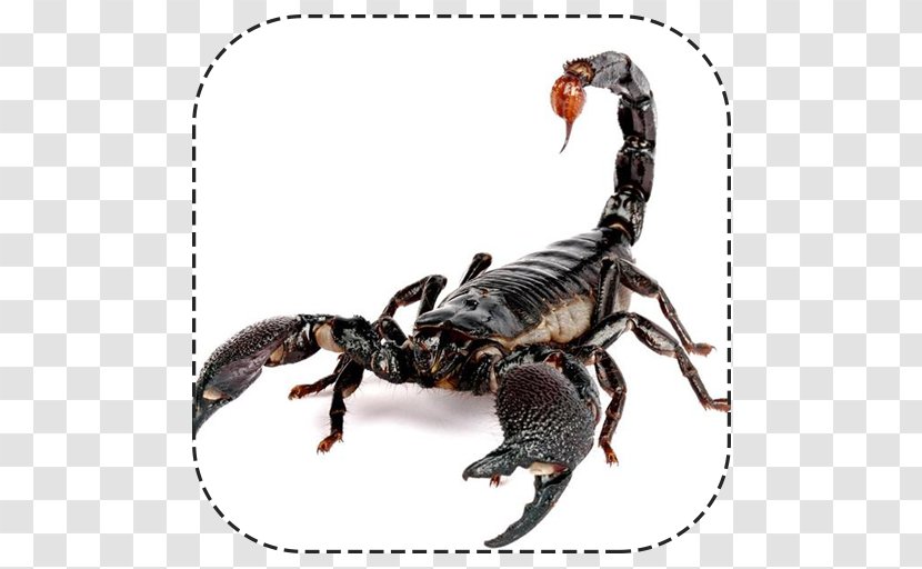 Emperor Scorpion Image Animal Typhlochactas Mitchelli - Pandinus Transparent PNG