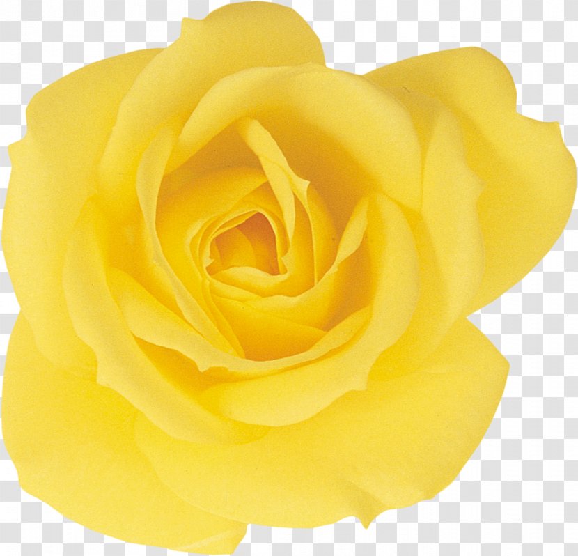 Garden Roses Beach Rose Yellow Petal - Bloom Life Transparent PNG