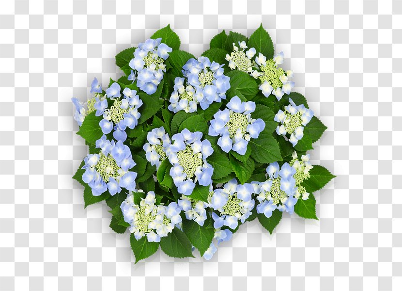 Light Blue French Hydrangea Cut Flowers - Annual Plant Transparent PNG