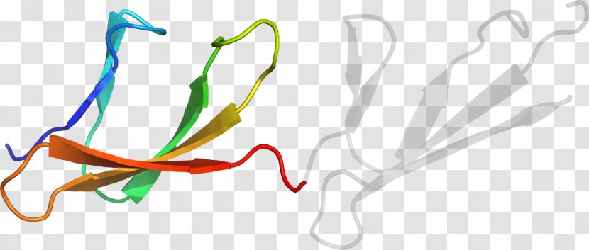 Organism Line Clip Art - Heart Transparent PNG