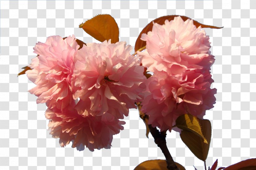 Japan Cherry Blossom Floral Design - Cerasus - Japanese Blossoms Transparent PNG