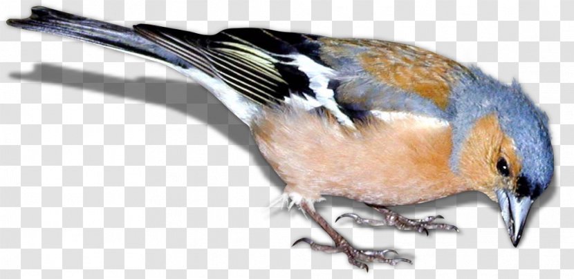 Bird Finch Clip Art - Animal Transparent PNG