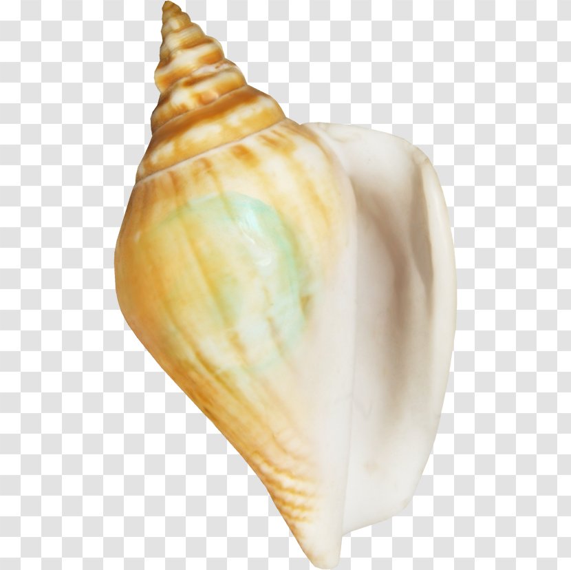 Seafood Seashell Conchology Clip Art - Shell Transparent PNG