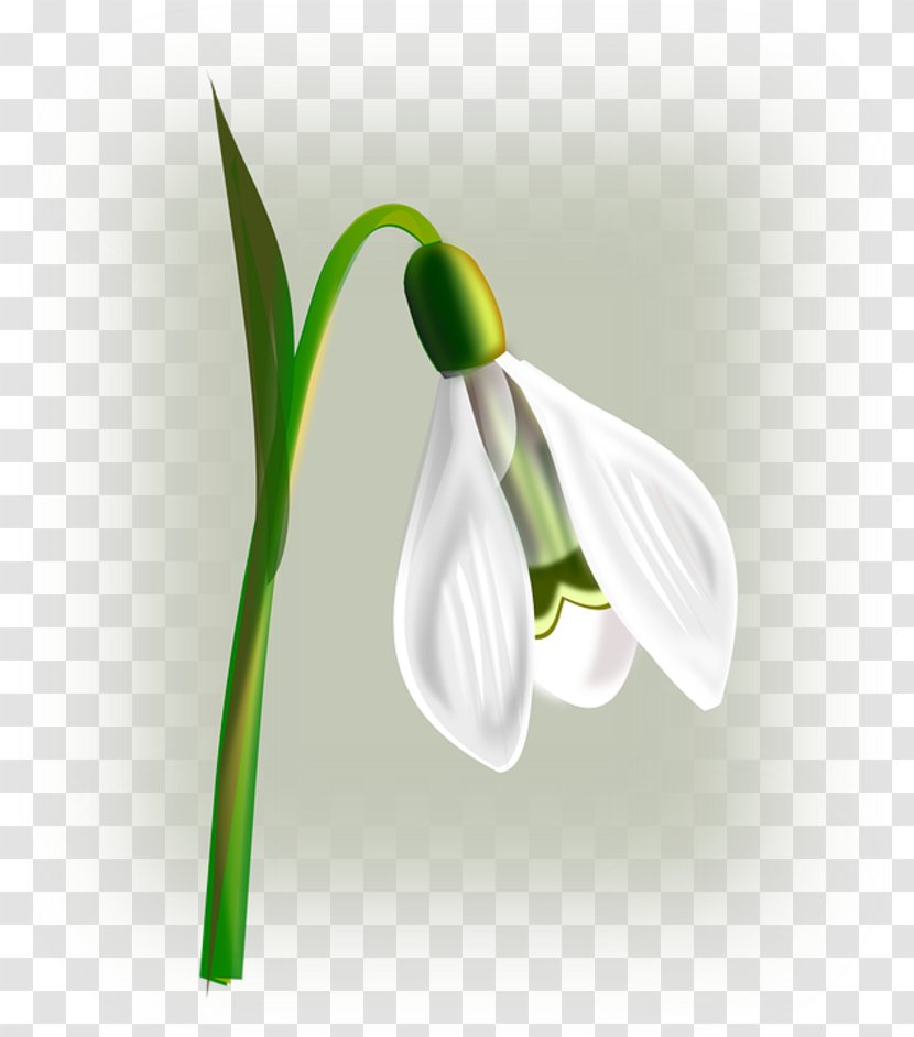 Snowdrop Flower Clip Art Transparent PNG