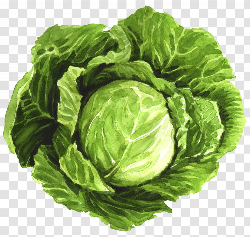 Romaine Lettuce Food Goat Broth Collard - Red Leaf - Cabbage Roll Cartoon Transparent PNG