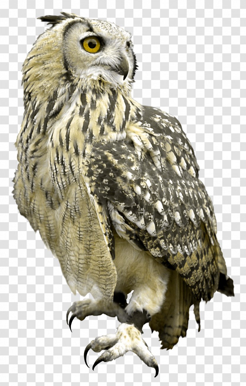Great Grey Owl Bird Hawk - Stock Photography Transparent PNG