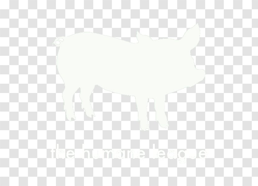 Pig White Snout Tail Wildlife - Black And Transparent PNG